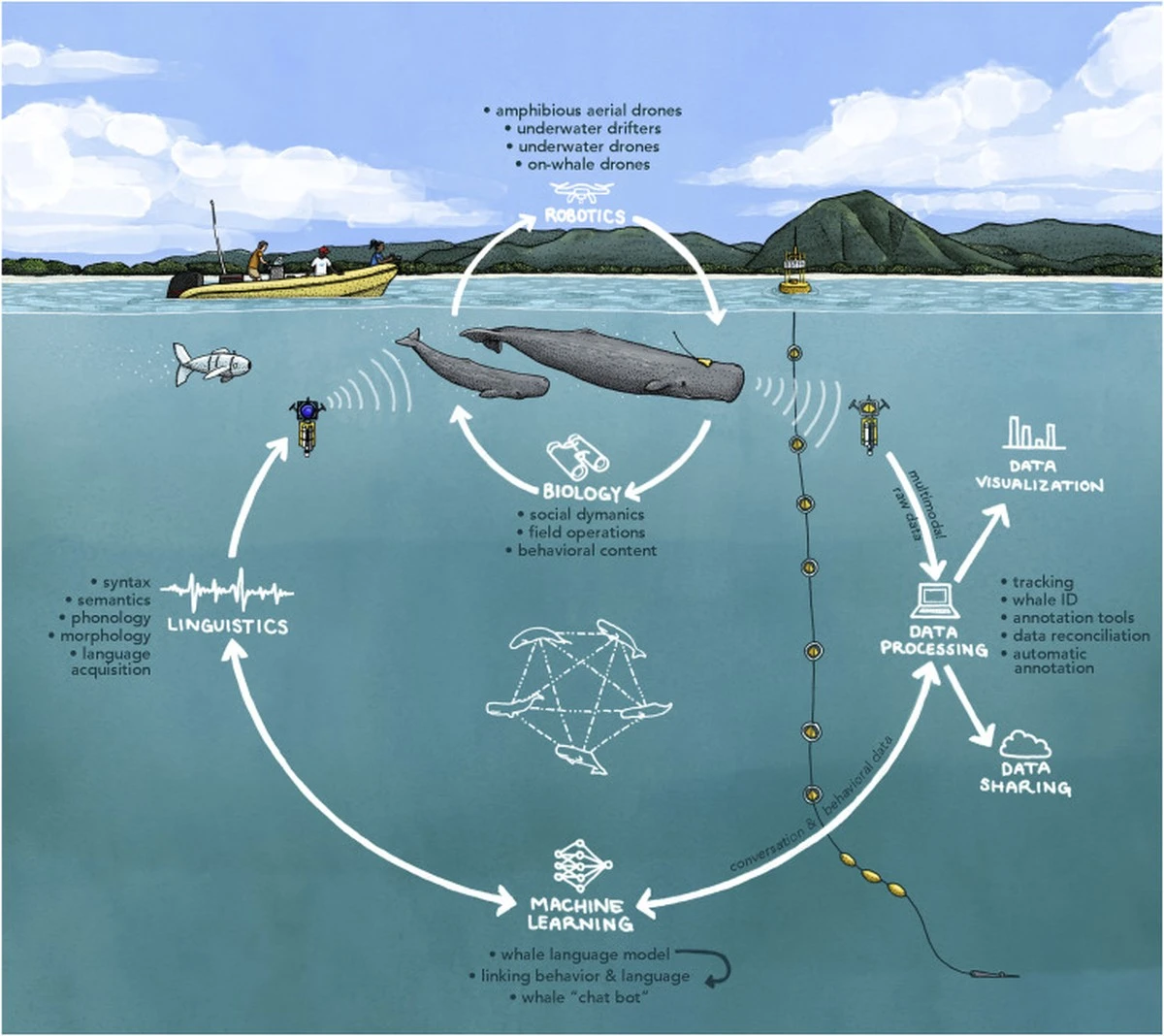Dlaczego naukowcy zaczęli dostrzegać ludzkie wzorce w komunikacji wielorybów - image 1