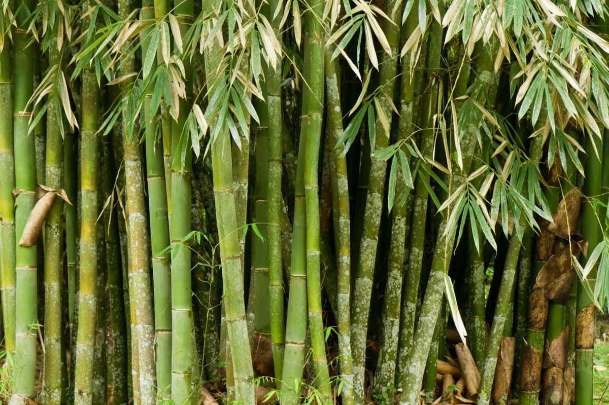 Dlaczego inżynierowie coraz częściej wkładają bambus do wnętrza samochodów