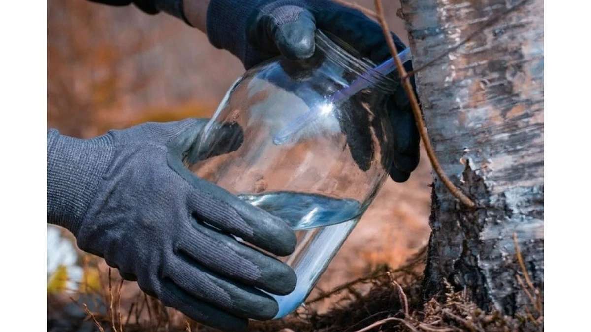 Sekret brzozy: Dlaczego warto pić ociekający pień w lutym 2026?