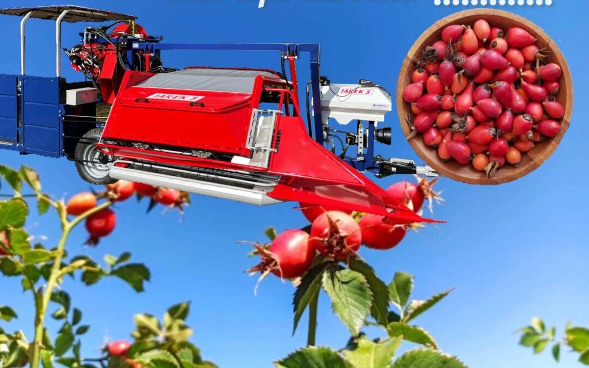 Dlaczego ta jedna drobnostka na owocu róży zdradza jego prawdziwą wartość - image 1