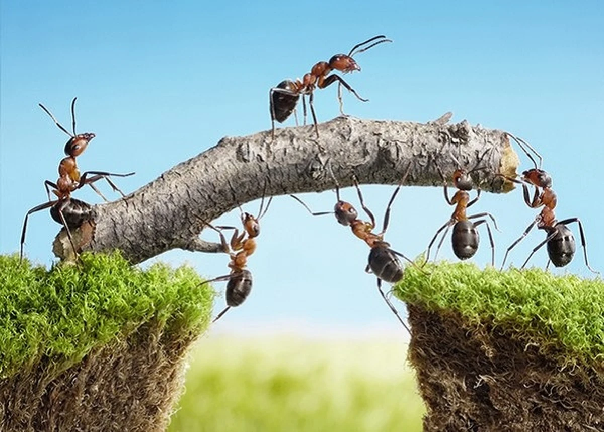 Jak przepędzić mrówki z ogrodu bez chemii? Dwa proste sposoby, które naprawdę działają - image 1