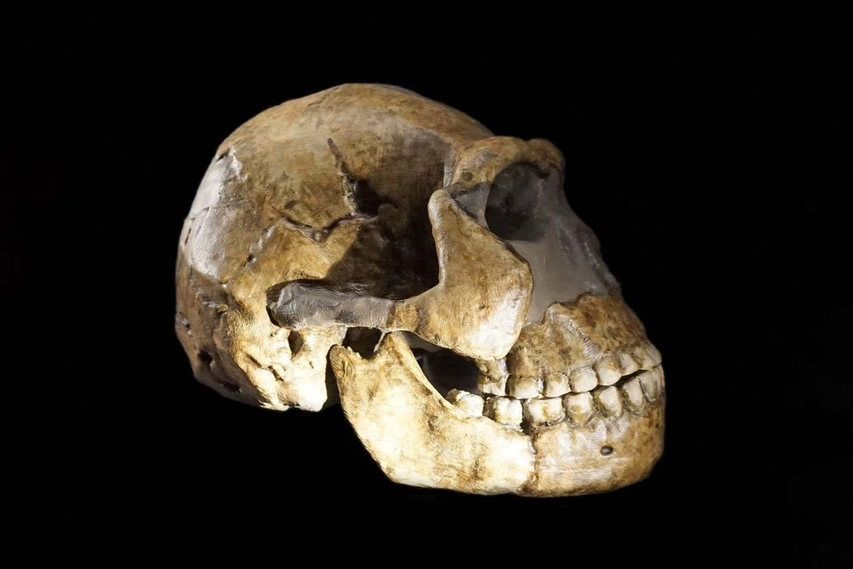 Wszystkie szkielety Homo naledi należały do kobiet? Rozwiązanie zagadki