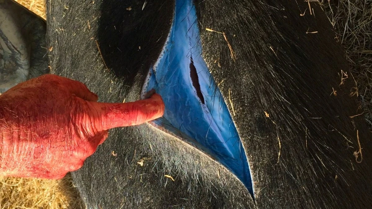 Dlaczego myśliwi znajdują w lasach zwierzęta o neonowo niebieskim tłuszczu - image 1