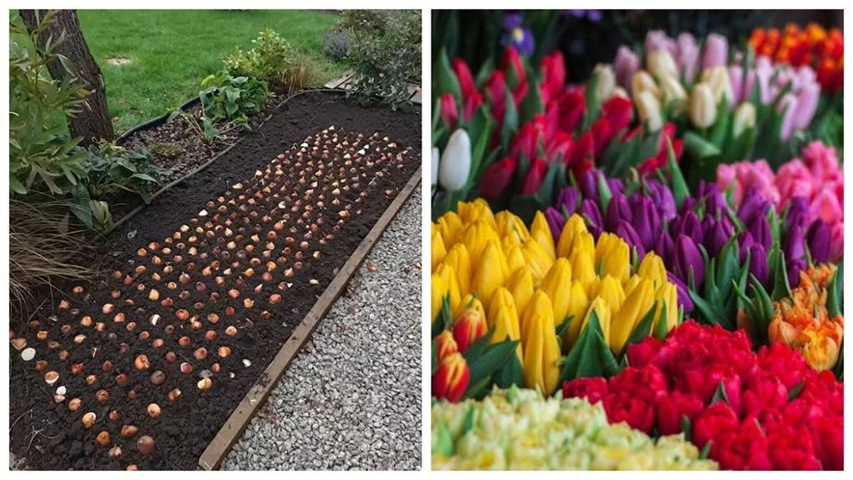 Dlaczego profesjonalni ogrodnicy sadzą tulipany co 5 centymetrów
