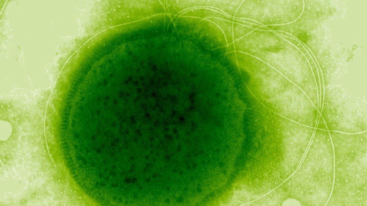 Dlaczego ten morski organizm ignoruje dawkę promieniowania, która zabiłaby człowieka