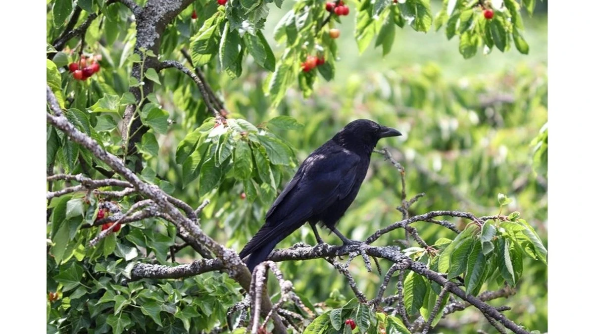 Dlaczego doświadczeni ogrodnicy wieszają stare płyty CD na drzewach owocowych