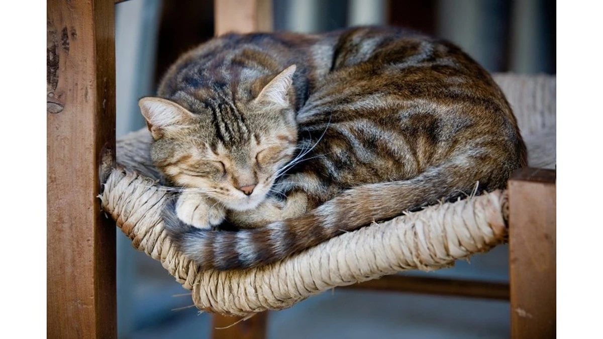 Sekret długowieczności 38-letniego kota: czy jajka i wino to klucz do sukcesu?