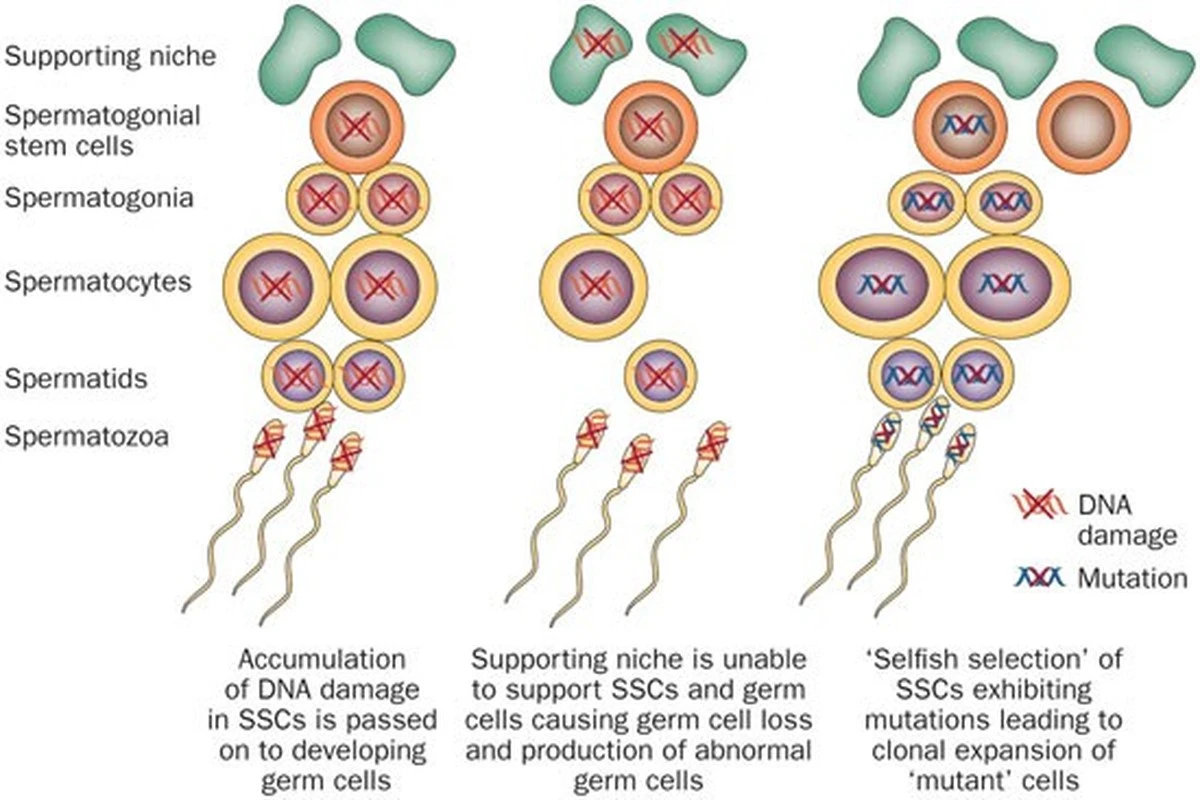 dlaczegomezczyz-extra-1.webp Dlaczego mężczyźni tracą chromosom Y wraz z wiekiem - image 1