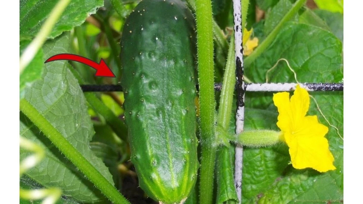 Dlaczego doświadczeni ogrodnicy szukają na opakowaniu ogórków numeru SV4097