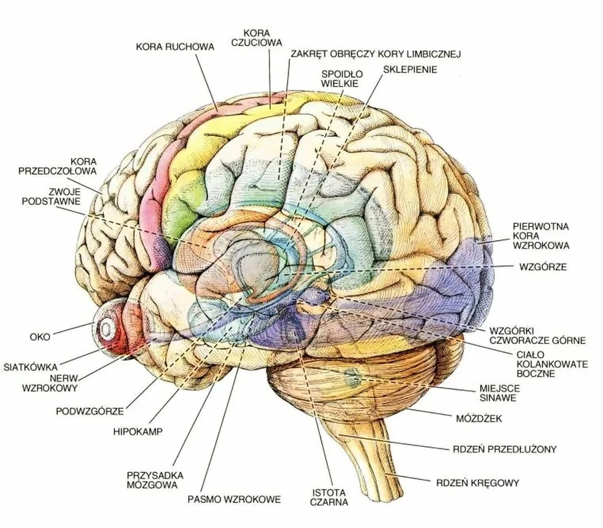 19-latek z diagnozą Alzheimera: przypadek, który zmienia naukowe podręczniki - image 1