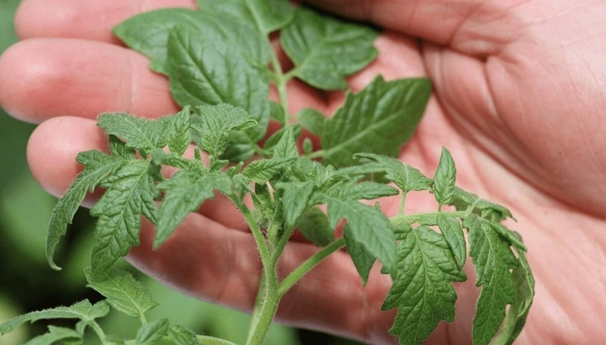 Dlaczego przestałem wyrzucać pędy pomidorów do śmieci