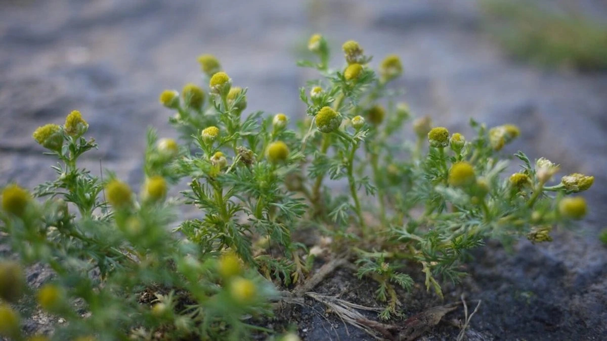 Chwasty w ogrodzie zdradzają o twojej glebie więcej niż kosztowne badania laboratoryjne