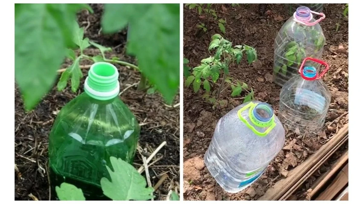 Dlaczego doświadczeni ogrodnicy zakopują plastikowe butelki w swoich grządkach