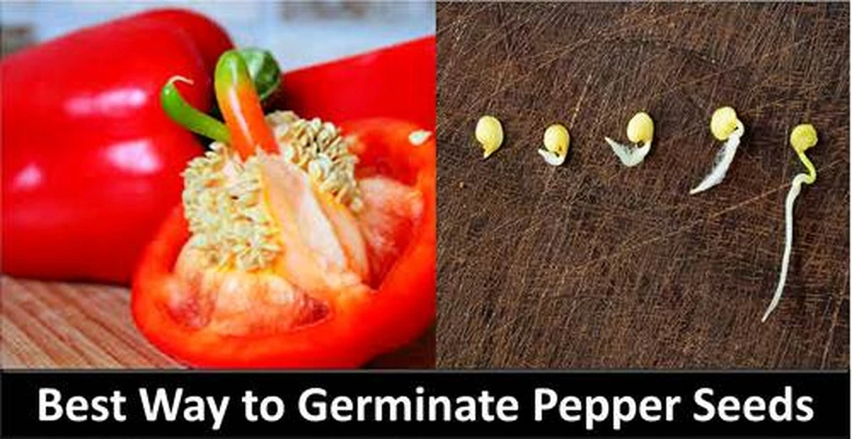 Dlaczego doświadczeni ogrodnicy zawsze wsypują łyżkę popiołu do wody z nasionami papryki - image 1