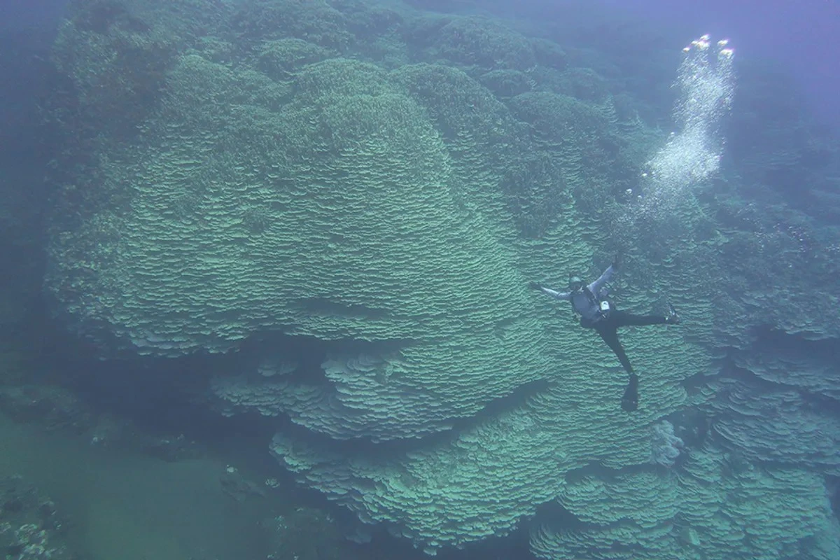 Dlaczego naukowcy badają teraz ten konkretny koralowiec wewnątrz wulkanu