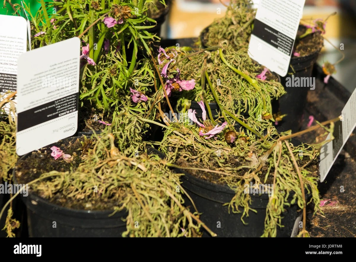 Dlaczego przestałem kupować rośliny w supermarketach i co znalazłem w ich ziemi - image 1