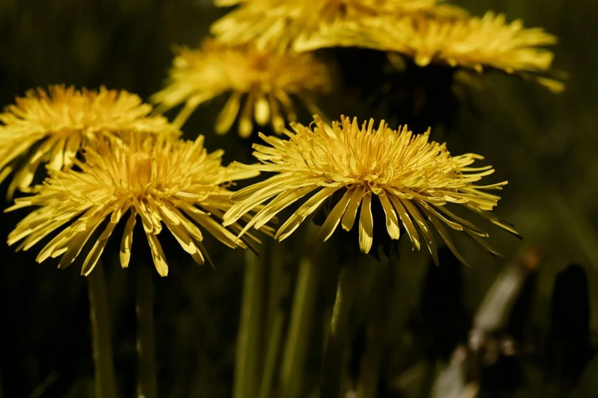 Dlaczego ciągłe koszenie mniszka lekarskiego tylko pogarsza sprawę