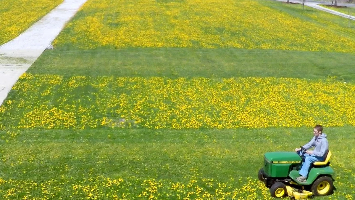 Dlaczego ciągłe koszenie mniszka lekarskiego tylko pogarsza sprawę - image 1
