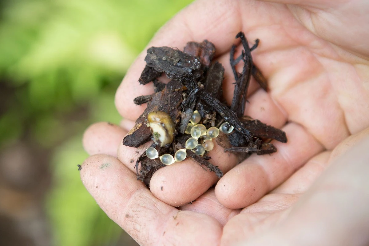 Dlaczego doświadczeni ogrodnicy po każdym deszczu kładą skorupki jaj na grządkach - image 1