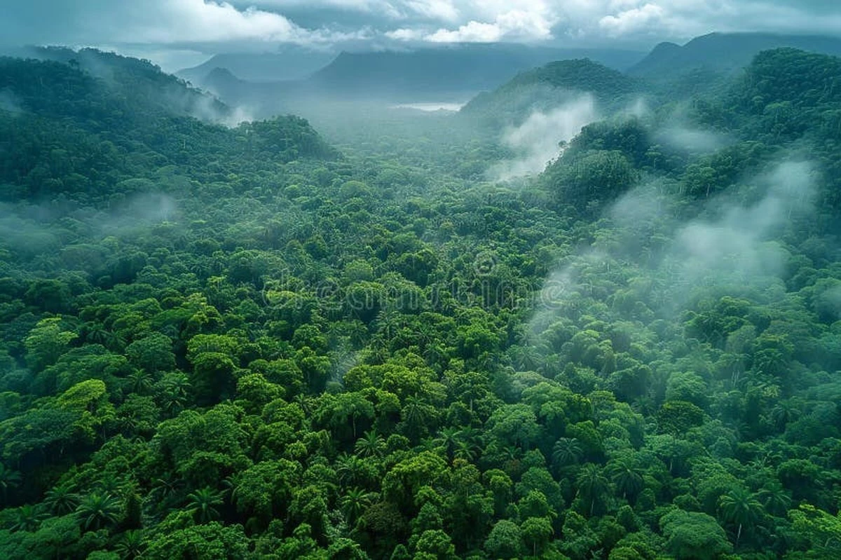 Kredyty węglowe a ochrona lasów: dlaczego kupujesz „powietrze” zamiast ratować naturę - image 1