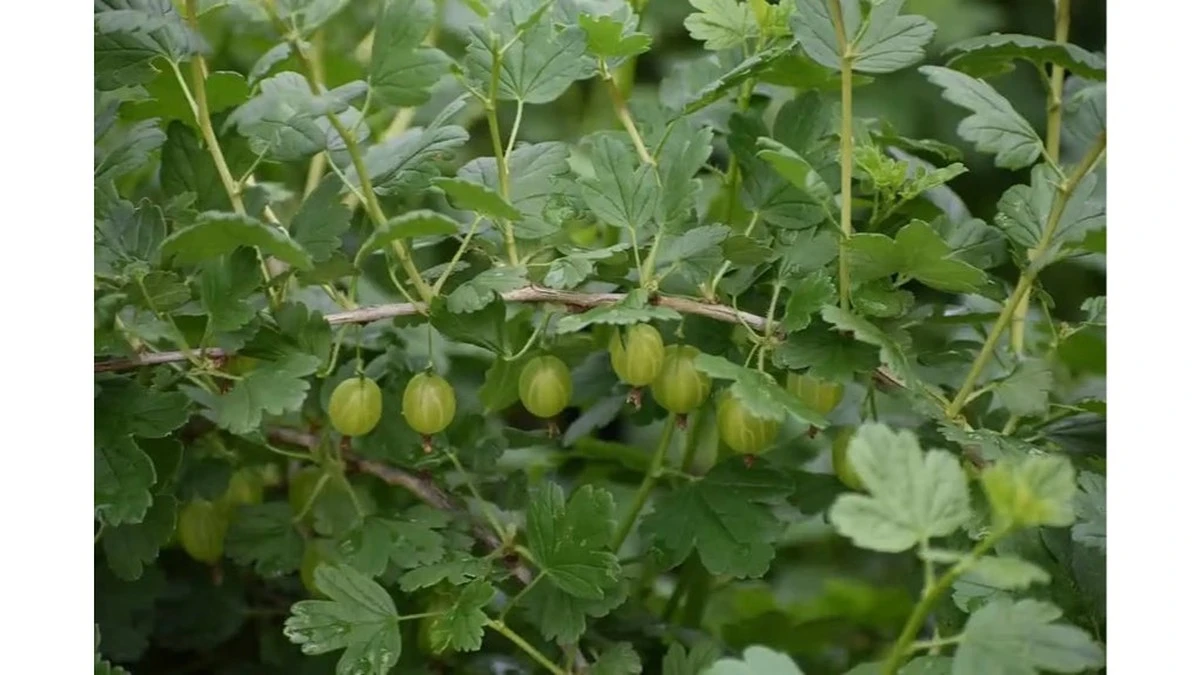 Agrest ma 20 razy więcej witaminy C niż pomarańcze – ale prawdziwy skarb kryje się w liściach