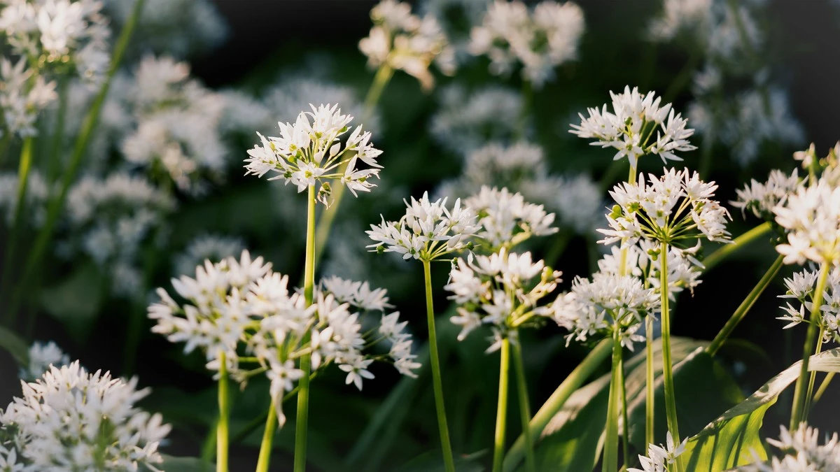 Czosnek niedźwiedzi: dwa sposoby, by zatrzymać jego smak nawet do zimy - image 1