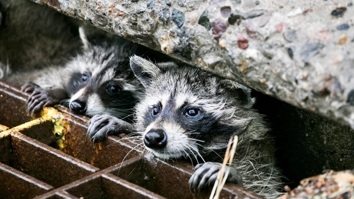 Dlaczego dzikie zwierzęta w miastach stają się coraz bardziej podobne do siebie