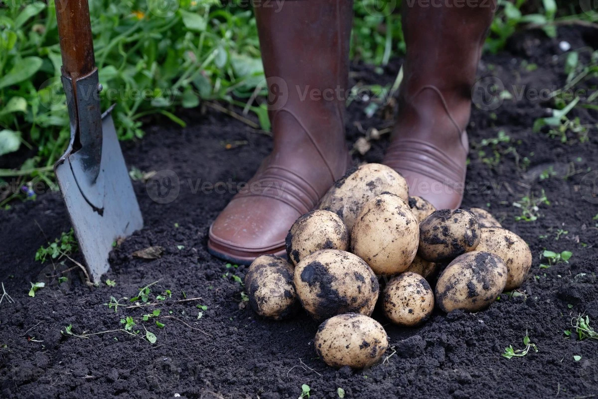 dlaczegoprzesta-extra-1.webp Dlaczego przestałem wierzyć w napisy na opakowaniach sadzeniaków - image 1
