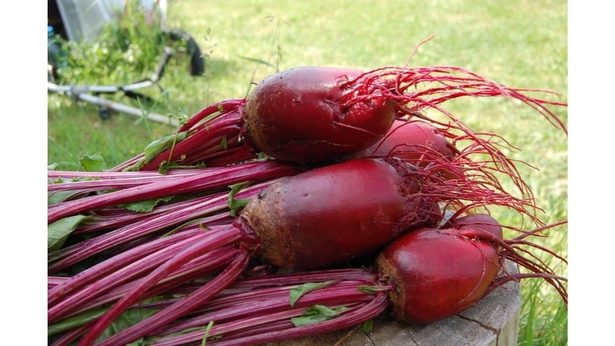 Dlaczego doświadczeni ogrodnicy podlewają buraki roztworem ze skórek banana
