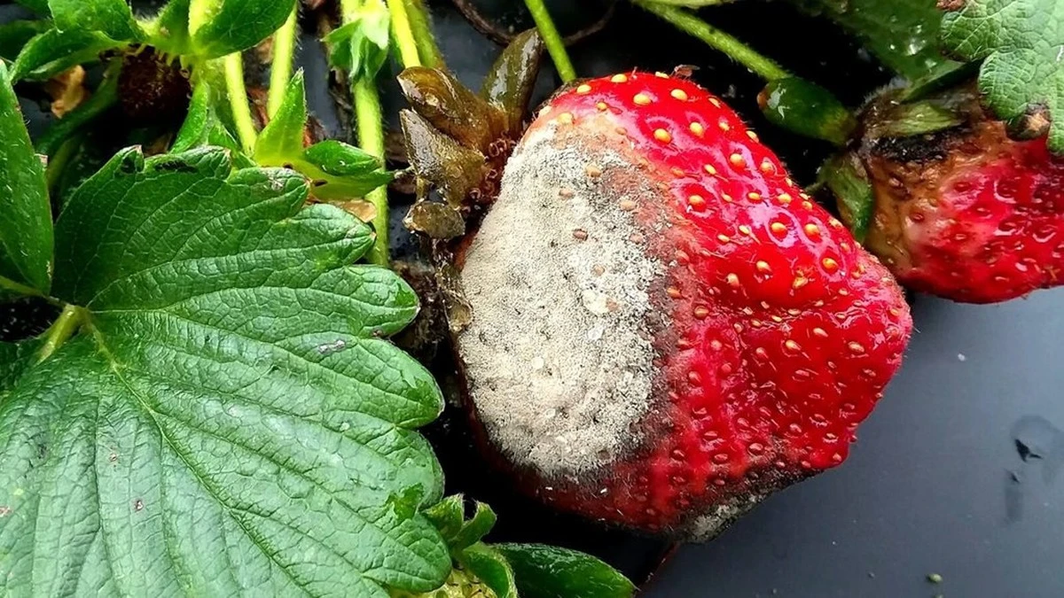 Jak uratować truskawki przed szarą pleśnią: dwa tanie sposoby