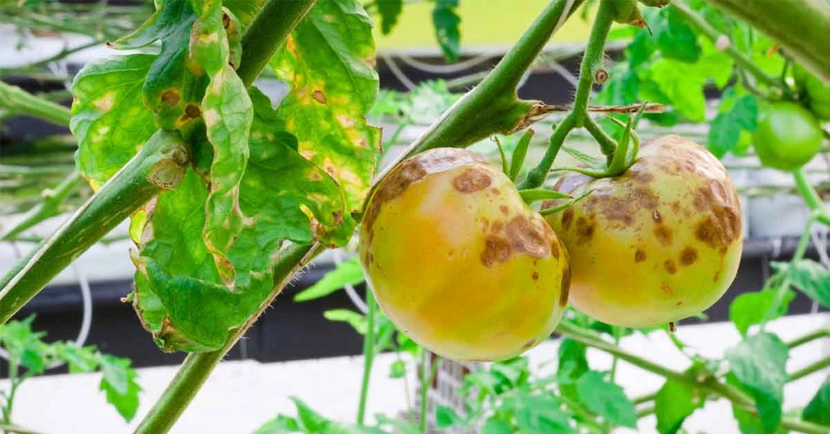zarazaziemniacz-extra-1.webp Zaraza ziemniaczana na pomidorach: dwa domowe sposoby, które zatrzymały chorobę - image 1