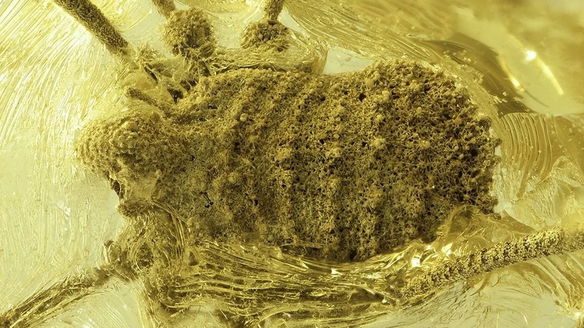 Pająk, który przetrwał 35 milionów lat w kropli żywicy: co odkryli naukowcy