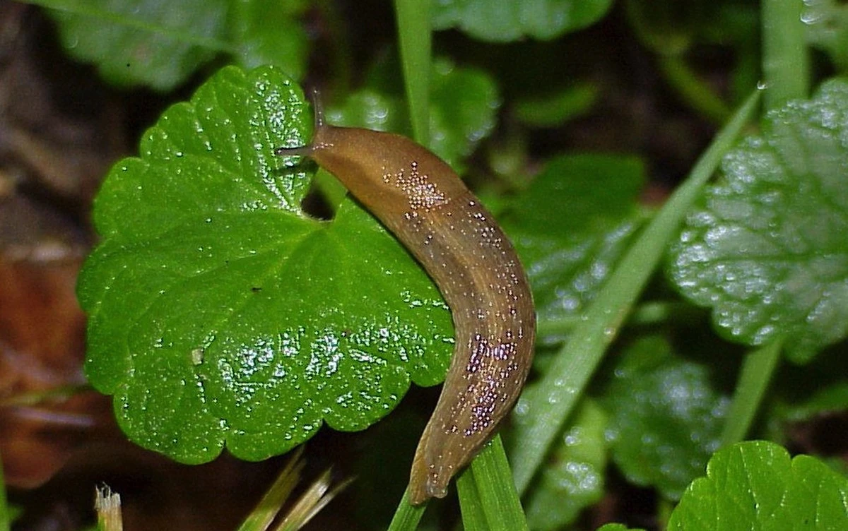 Dlaczego cukier puder nie uratuje Twoich roślin – oto co naprawdę działa na ślimaki - image 1