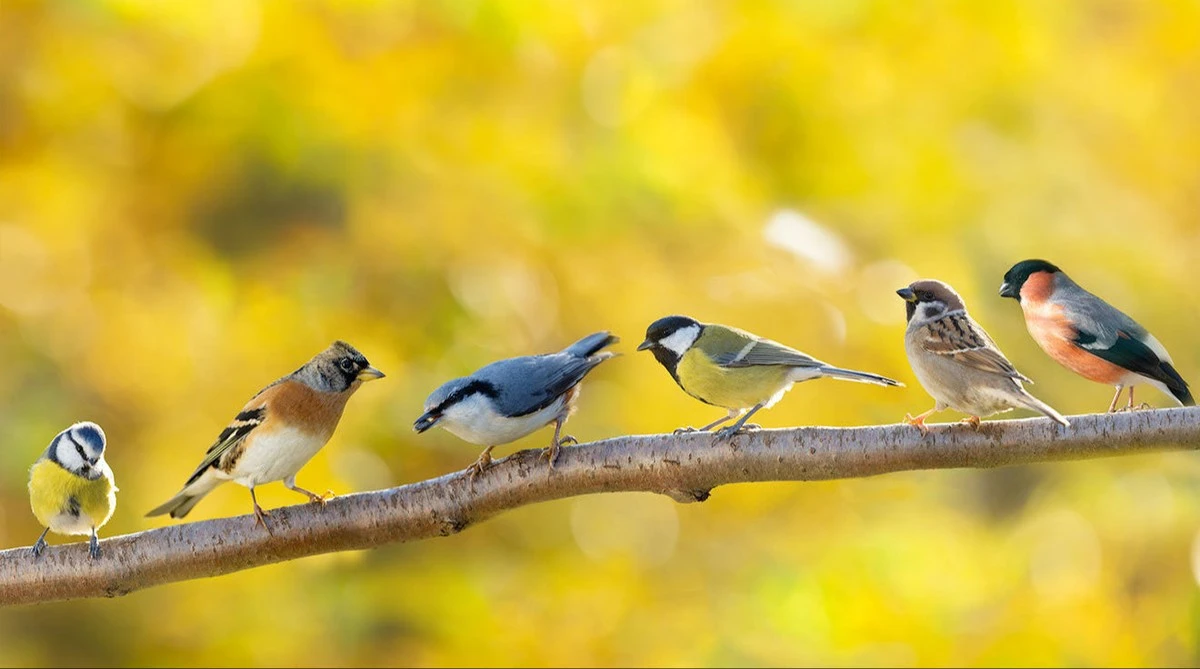 Dlaczego doświadczeni ogrodnicy wieszają stare płyty CD na drzewach owocowych - image 1