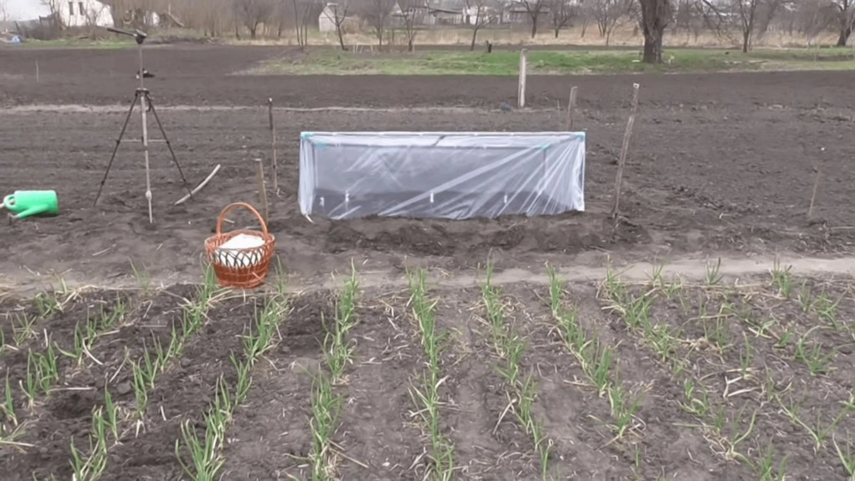 Dlaczego doświadczeni ogrodnicy przestali bezkrytycznie wybierać agrowłókninę