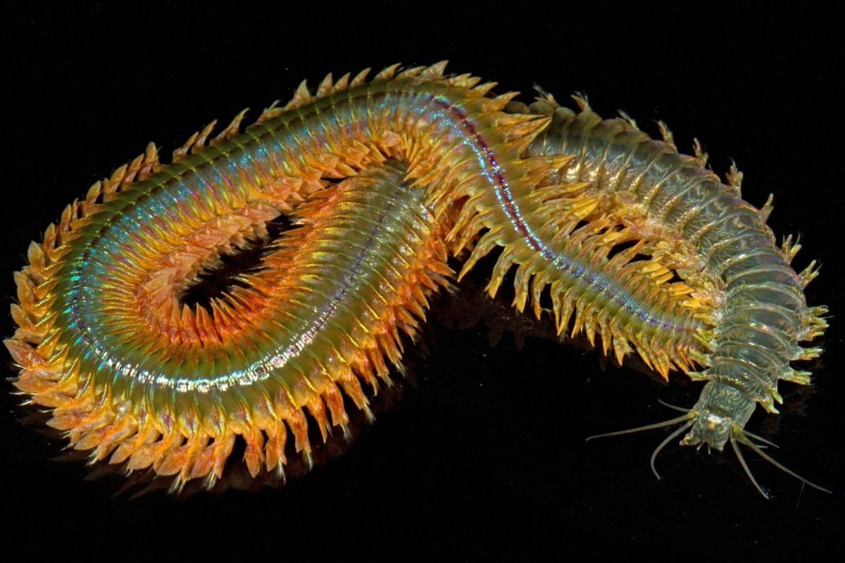 Ten „biometal” z morskiego robaka może zmienić technologię