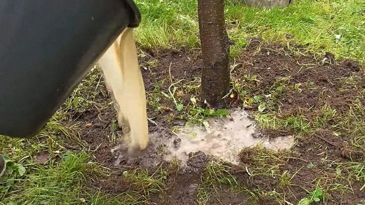 Dlaczego twoje śliwy dają tylko jedno wiadro owoców zamiast stu kilogramów