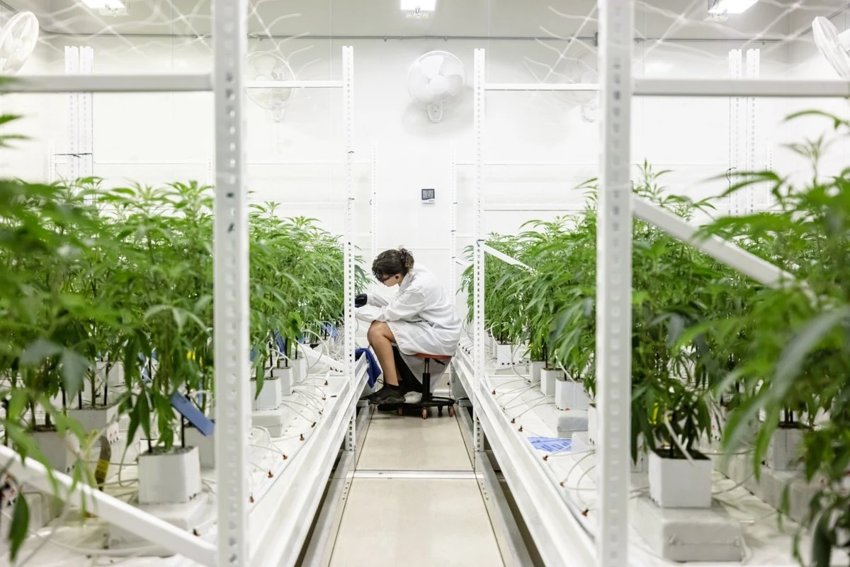 Dlaczego plantatorzy zaczęli puszczać roślinom specjalne dźwięki zamiast używać nawozów