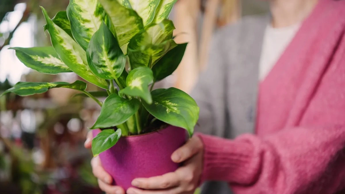 Dlaczego liście diefenbachii żółkną i jak przywrócić jej królewski wygląd