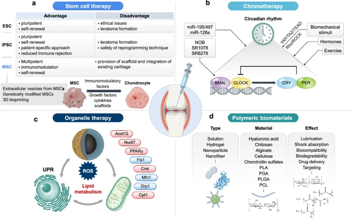 Dlaczego naukowcy wierzą, że koniec endoprotez stawu kolanowego jest blisko - image 1