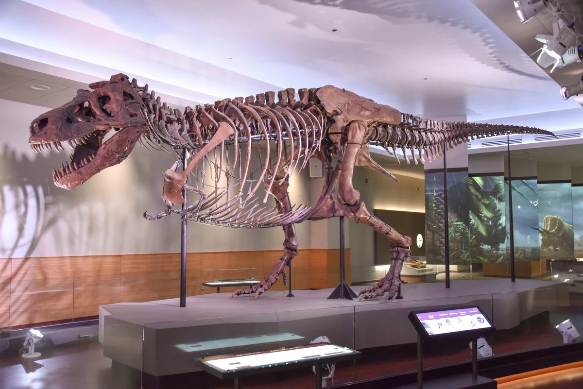 dlaczegotrexstr-extra-1.webp Dlaczego T. Rex stracił swoje ramiona? Nauka w końcu wyjaśnia ten ewolucyjny żart - image 1