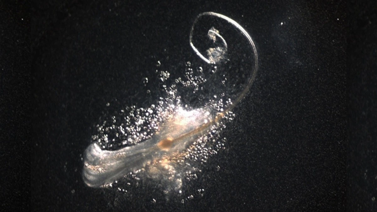 Dlaczego naukowcy zaczęli dodawać trzeci składnik do hodowli włosów