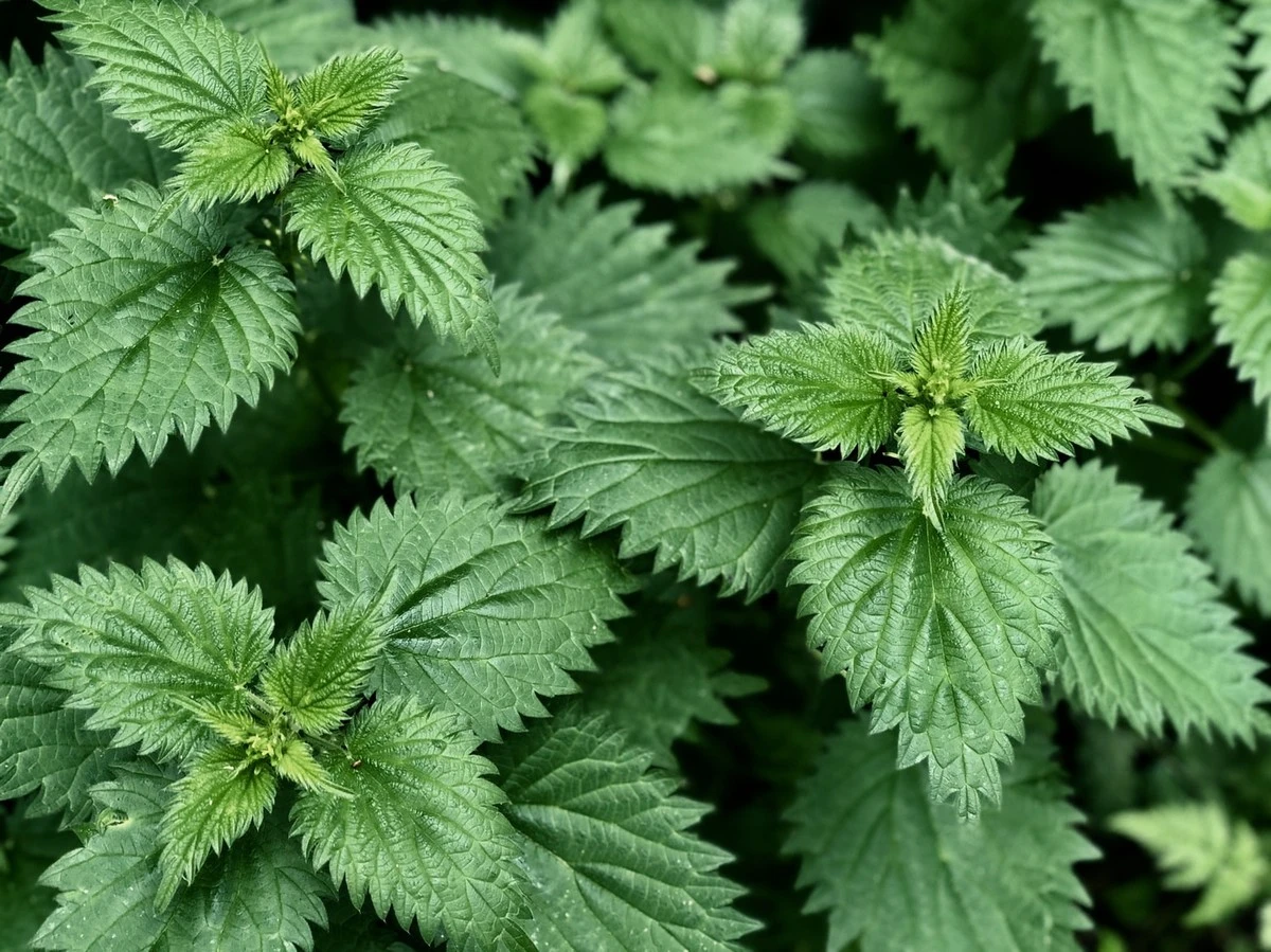Pokrzywa i mniszek lekarski: naturalny sposób na niedobory żelaza - image 1