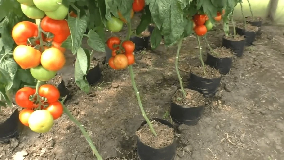 Dlaczego doświadczeni ogrodnicy sadzą pomidory w workach zamiast w ziemi