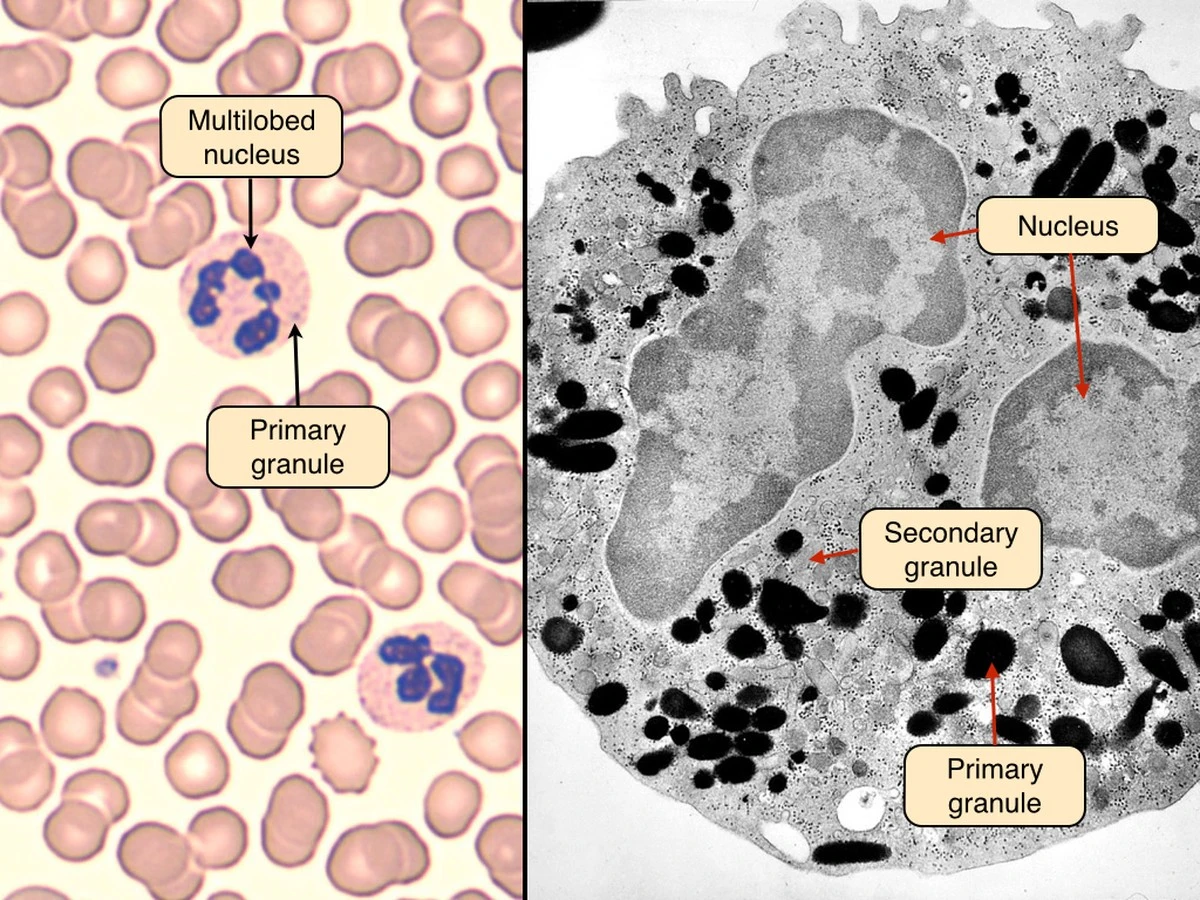 Dlaczego krwinki czerwone mogą być kluczem do tamowania groźnych krwotoków - image 1