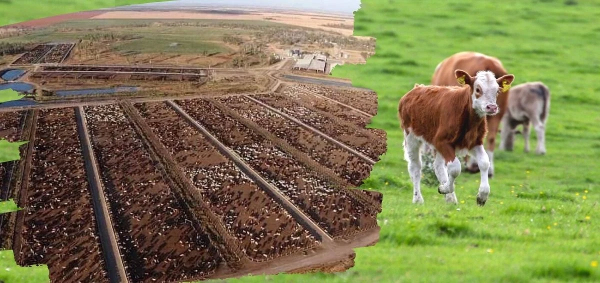 98 procent obietnic klimatycznych producentów żywności to tylko sprytny marketing - image 1