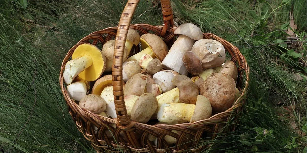 Dlaczego większość osób źle gotuje grzyby leśne