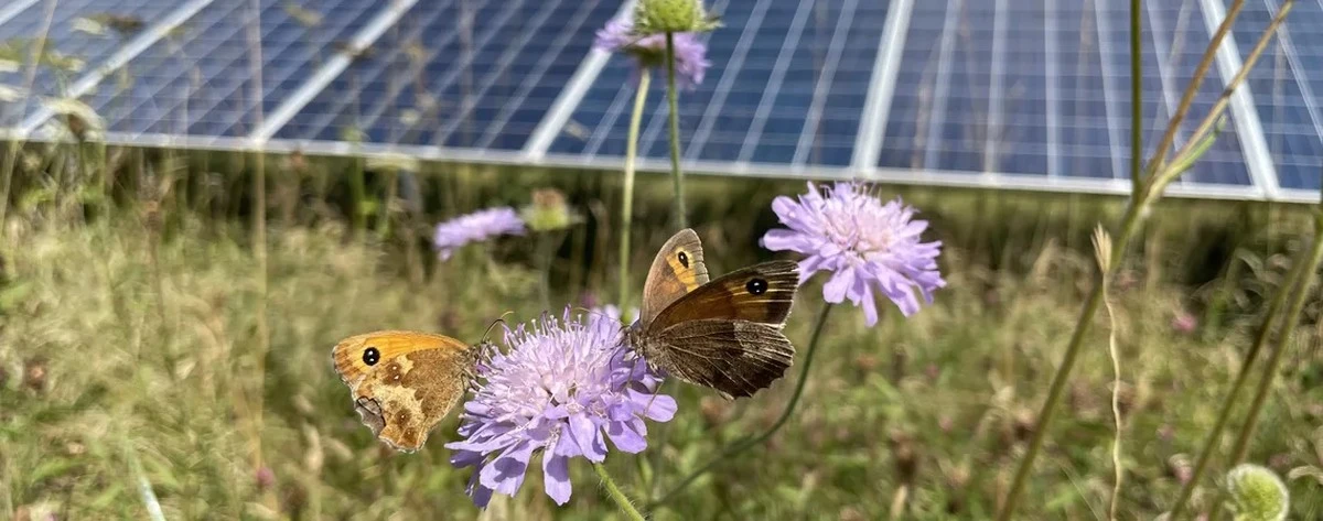 Niespodziewani lokatorzy pod panelami fotowoltaicznymi: co odkrył znany ekolog - image 1