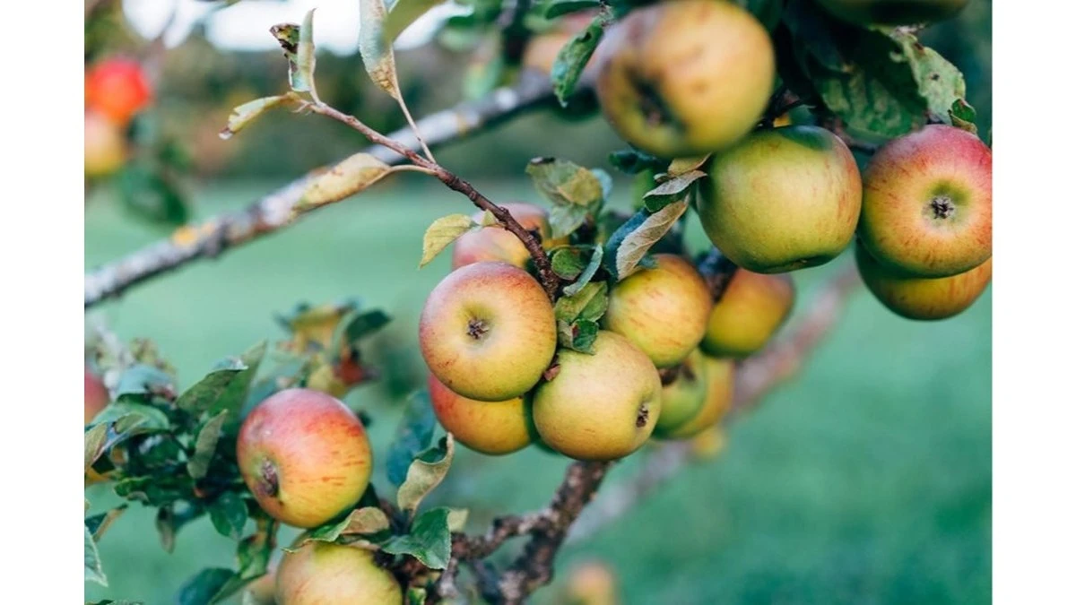 Dlaczego doświadczeni sadownicy zawsze noszą kawałek izolacji i ostry nóż
