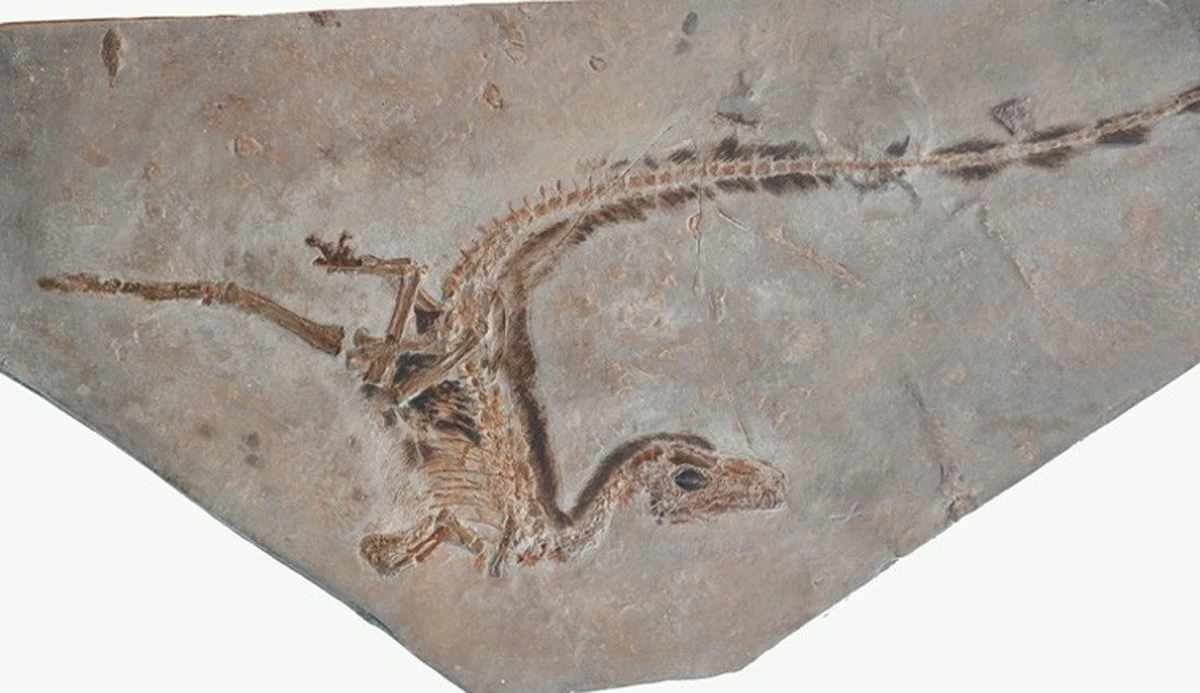 maytrexwielkosc-extra-1.webp Mały T. rex wielkości kota i nowa małpa w Kongo: naukowe odkrycia tygodnia - image 1